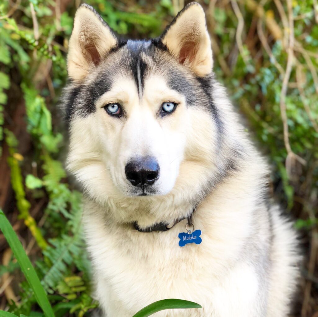 A Siberian Husky sitting amongst the bushes